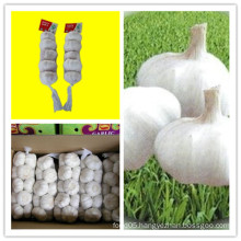 White Fresh Garlic in China